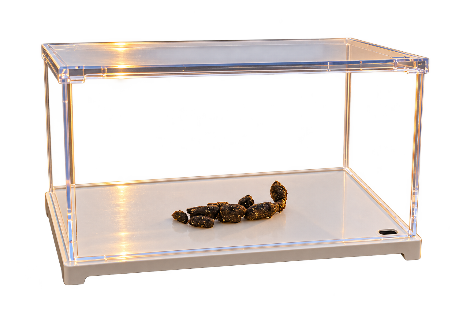 An earlier study of Specimen No. 1 in an acrylic case, before sealing