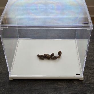 Specimen No. 1 in an acrylic display case