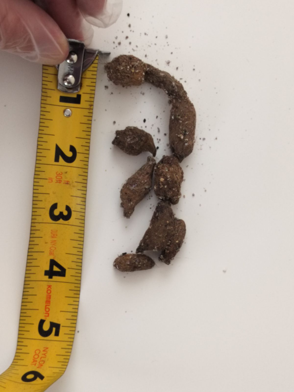 Specimen No. 1, measured. Six pieces.